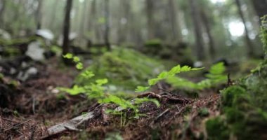 Orman bitkisi yağmur ormanlarına yakın çekim yapar ve arka planda erkek bir gezginin dış görünüşü....