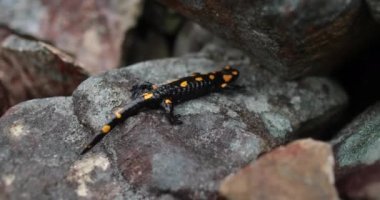 Ateş semenderi (Salamandra semenderi). Siyah-sarı bir kertenkele dağlardaki kayalar boyunca yavaşça hareket ediyor..