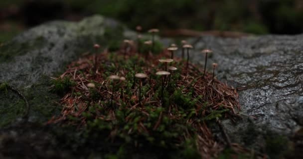 Small Inedible Mushrooms Dark Wet Forest Close — Stock Video