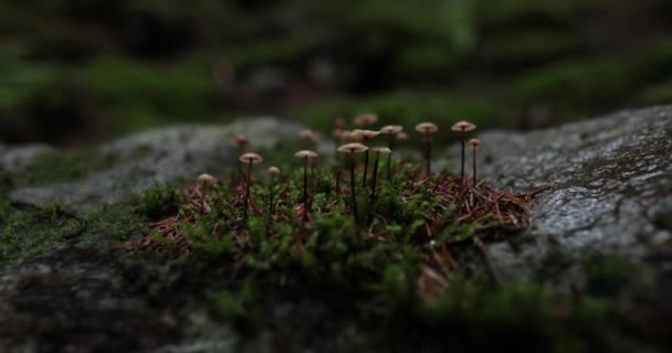 Kleine Ungenießbare Pilze Einem Dunklen Feuchten Wald Aus Nächster Nähe — Stockvideo