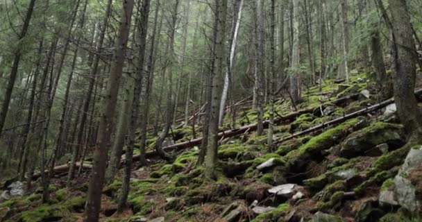 Piękne Leśne Zbocze Kamieniami Pokrytymi Mchem Opadającym Deszczem Kamera Wdziękiem — Wideo stockowe