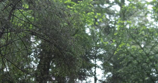 Belle Pente Forestière Avec Des Pierres Couvertes Mousse Pluie Tombante — Video