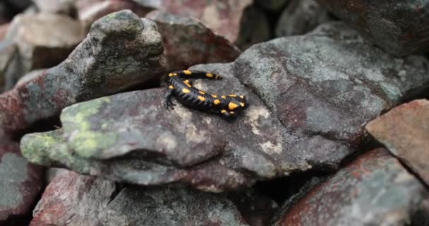 Salamandra Salamandra Salamandra Lagarto Preto Amarelo Move Lentamente Longo Das — Vídeo de Stock