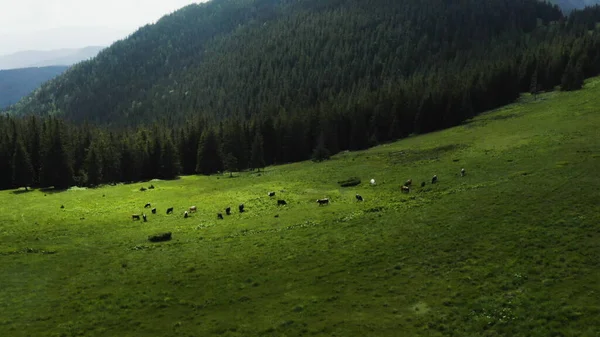 산에있는 목초지에 필드에 필드에 가축의 비디오 암소의 낙농장 — 스톡 사진