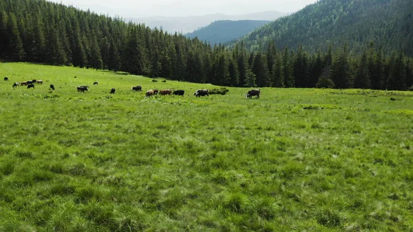Dağlardaki Bir Otlakta Ineklerin Hava Fotoğrafları Yeşil Bir Tarlada Sığırlar — Stok fotoğraf