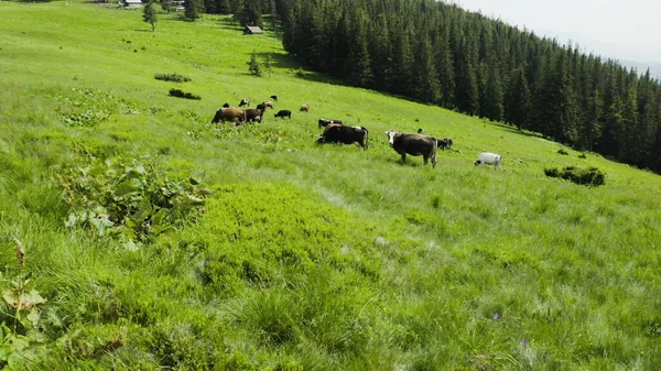 Luftaufnahmen Von Kühen Auf Einer Weide Den Bergen Rinder Auf — Stockfoto