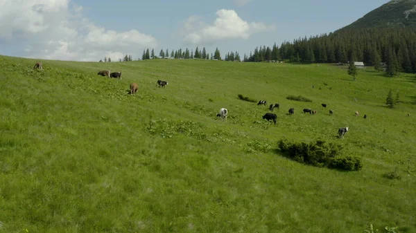 在山上的牧场上给奶牛拍空中照片 在绿地上的牛 养牛场在绿地里放牛的空中录像 一群奶牛A Herd Cows 奶牛场 — 图库照片