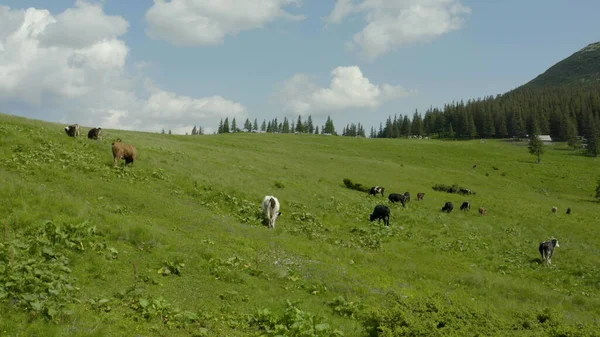 Αεροφωτογραφία Αγελάδων Βοσκοτόπι Στα Βουνά Βοοειδή Πράσινο Λιβάδι Εκτροφείο Αγελάδων — Φωτογραφία Αρχείου