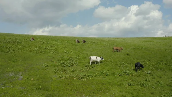 Αεροφωτογραφία Αγελάδων Βοσκοτόπι Στα Βουνά Βοοειδή Πράσινο Λιβάδι Εκτροφείο Αγελάδων — Φωτογραφία Αρχείου