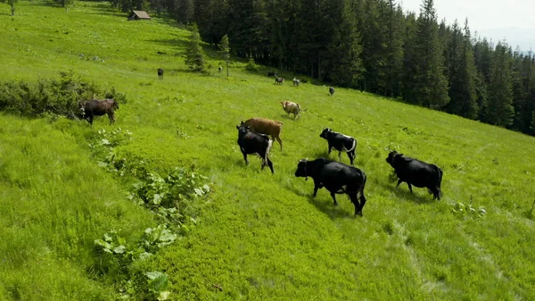 산에있는 목초지에 필드에 필드에 가축의 비디오 암소의 낙농장 — 스톡 사진