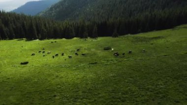 Dağlardaki bir otlakta ineklerin hava fotoğrafları. Yeşil bir tarlada sığırlar. İnek çiftliği. Yeşil bir tarladaki sığırların havadan çekilmiş videosu. Bir inek sürüsü. Süt çiftliği.