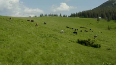 Dağlardaki bir otlakta ineklerin hava fotoğrafları. Yeşil bir tarlada sığırlar. İnek çiftliği. Yeşil bir tarladaki sığırların havadan çekilmiş videosu. Bir inek sürüsü. Süt çiftliği.