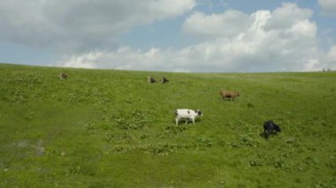 Dağlardaki bir otlakta ineklerin hava fotoğrafları. Yeşil bir tarlada sığırlar. İnek çiftliği. Yeşil bir tarladaki sığırların havadan çekilmiş videosu. Bir inek sürüsü. Süt çiftliği.