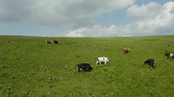 Аерофотозйомка Корів Пасовищі Горах Тваринництво Зеленому Полі Коров Яча Ферма — стокове відео