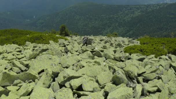 Człowiek Spaceruje Zboczu Góry Pokrytym Olbrzymimi Kamieniami Turystyka Solowa Ciężka — Wideo stockowe