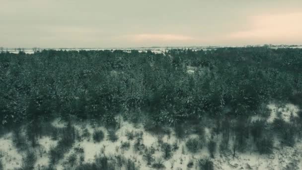 Foto Aerea Bellissimo Paesaggio Montano Invernale Drone Muove Una Pineta — Video Stock