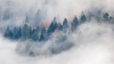 Sonbahar sabahında sisli orman vadisi. Sulov Kayalıkları, Slovakya, Avrupa 'nın kuzeybatısında ulusal doğa rezervi..