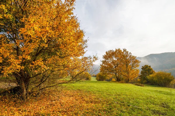 Barevné Stromy Podzimní Mlhavé Krajině Chráněná Krajinná Oblast Štrasov Slovensko — Stock fotografie