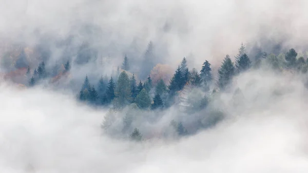 Misty Forest Valley Otoño Por Mañana Las Rocas Sulov Reserva —  Fotos de Stock