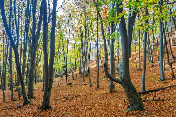 Hutan Pohon Pohon Gugur Musim Gugur Batu Sulov Cagar Alam — Stok Foto