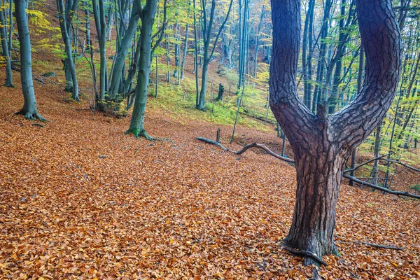 Les Opadavých Stromů Podzimním Období Sulovské Skály Národní Přírodní Rezervace — Stock fotografie