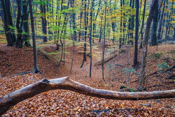 Een Bos Van Loofbomen Het Najaar Sulov Rotsen Nationaal Natuurreservaat — Stockfoto