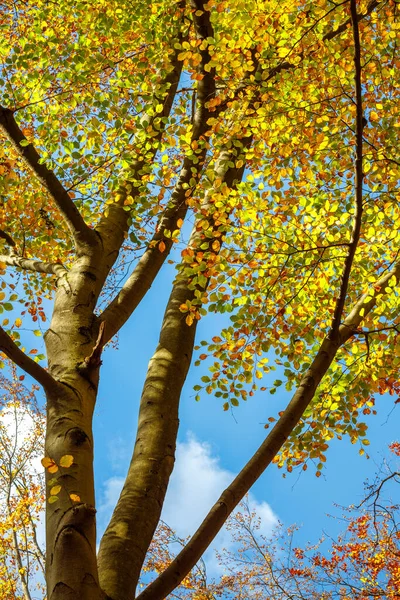 秋になると落葉樹 スロバキアの北西部にある国立自然保護区 スロフロック — ストック写真