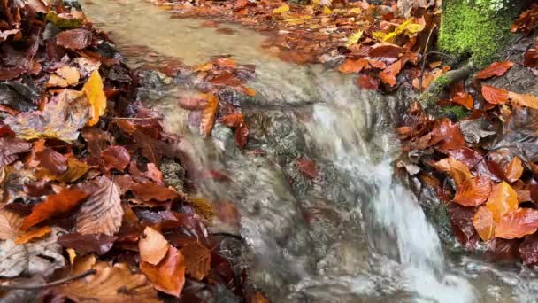 瀑布落在一条长满五彩缤纷的秋叶的溪流上 — 图库视频影像