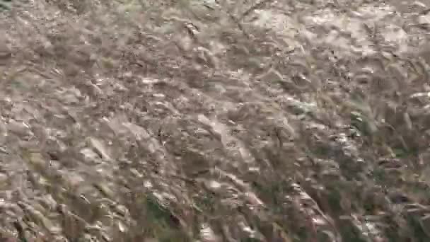 春高气爽的青草在风中弯腰 — 图库视频影像