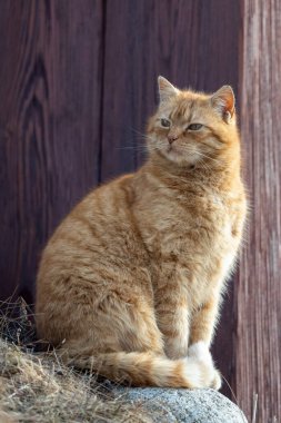 Portrait of a red-haired cat posing by the wall of a wooden house.
