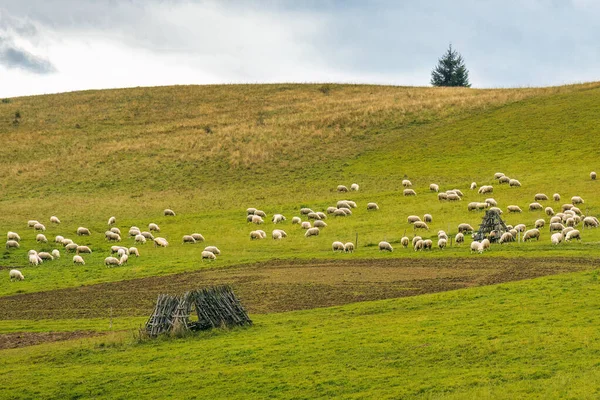 Herd Grazing Sheep Meadow Rural Landscape Orava Region Village Zazriva — Foto Stock