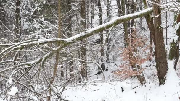 Kış Manzarası Ormana Düşen Kar — Stok video