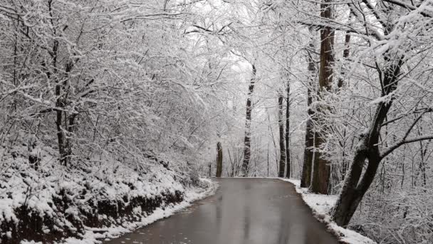 Kış Manzarası Yol Karla Kaplı Ağaçlarla Dolu — Stok video