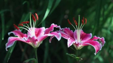 Nilüfer çiçeği, arka planda bulanıklık olan yakın plan görüntüsü. Lilium Doğulu melez.