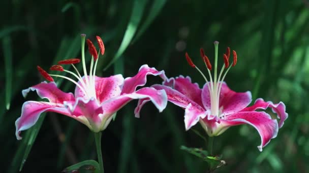 Stargazer Lilie Květ Zblízka Pohled Rozmazaným Pozadím Lilium Oriental Hybrid — Stock video