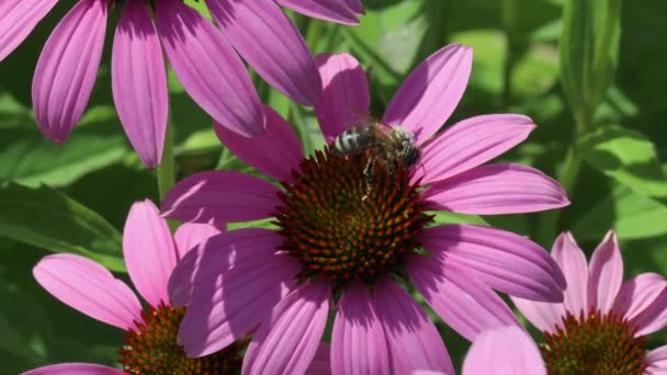 Medová Včela Opyluje Květinu Ostnokožce Purpurové — Stock video