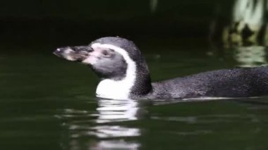 Humboldt pengueni (Spheniscus humboldti) yakın çekim görüntüsünde suda.