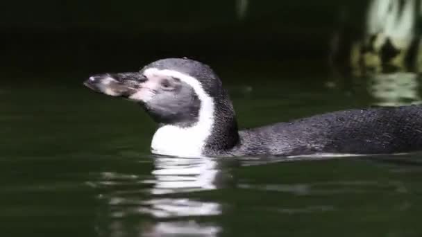 Tučňák Humboldtův Spheniscus Humboldti Vodě Detailním Pohledu — Stock video