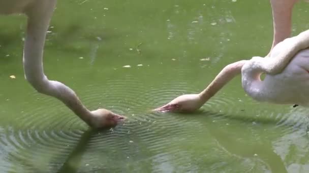 Två Flamingos Som Uppvaktar Varandra Vattnet — Stockvideo