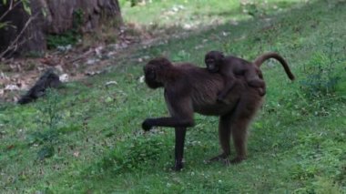 Gelada (Theropithecus gelada) maymunları, sırtında bir yavru taşıyan bir dişi..