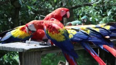 Kızıl papağan (Ara macao), Orta ve Güney Amerikalı papağan grubu..