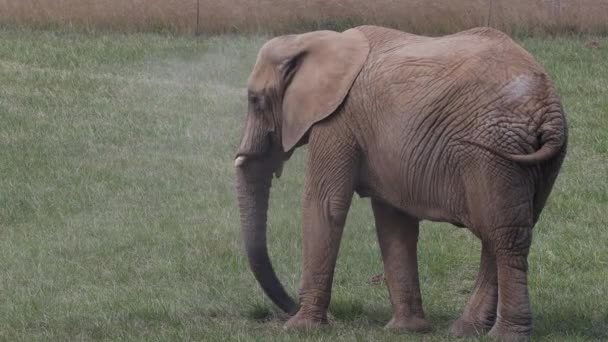 Африканские Слоны Loxodonta Africana Детальном Виде — стоковое видео