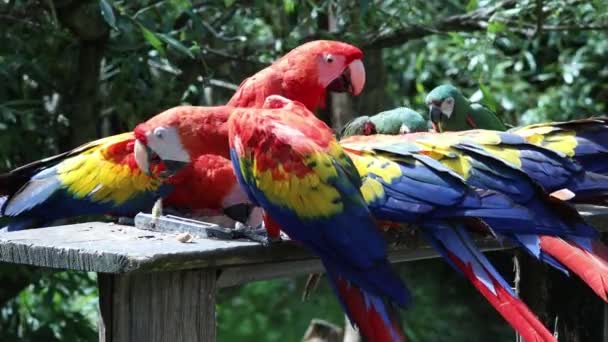 Scharlaken Ara Ara Macao Groep Van Centraal Zuid Amerikaanse Papegaaien — Stockvideo