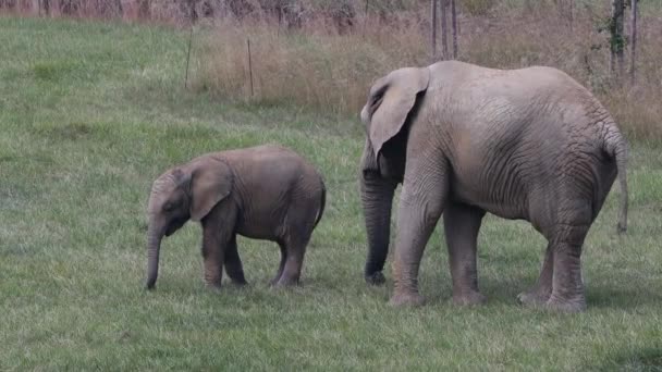 Éléphants Afrique Loxodonta Africana Bébé Éléphant Avec Son Parent — Video
