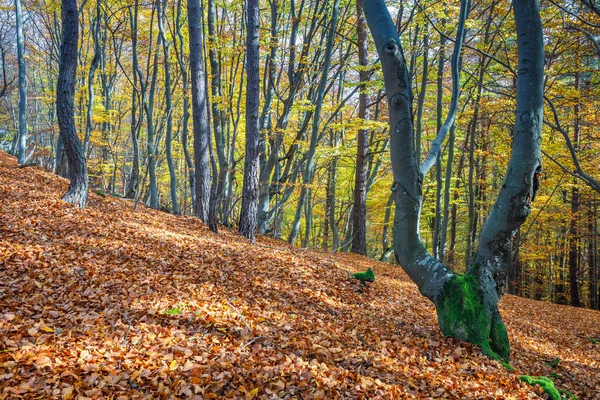 Een Bos Van Loofbomen Het Najaar Sulov Rotsen Nationaal Natuurreservaat — Stockfoto