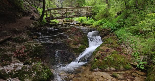 Cascade Sur Ruisseau Dans Forêt Gorge Rocheuse Dolne Diery Dans — Video