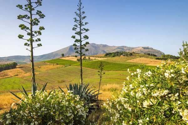 Sicily View Flowers Front Mountainous Landscape Inland Northwest Island Ancient — Stock Photo, Image
