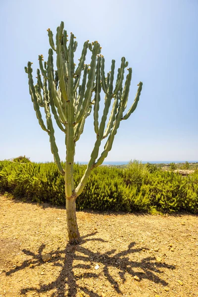 Cactus Creciendo Sicilia Italia Europa — Foto de Stock