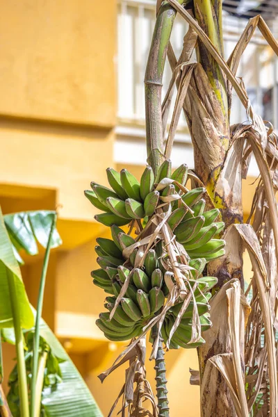 A banana tree with fruits growing in a Marsala city at Sicily, Italy, Europe.