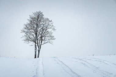 Beyaz karlı bir arazide yalnız bir ağaç..